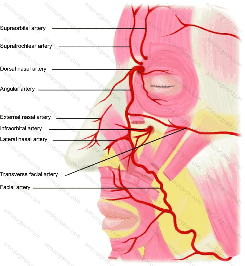 Facial-artery.png
