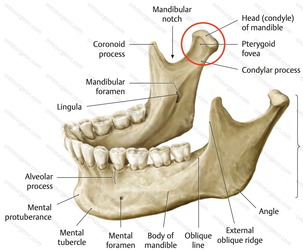 mandible_condyle